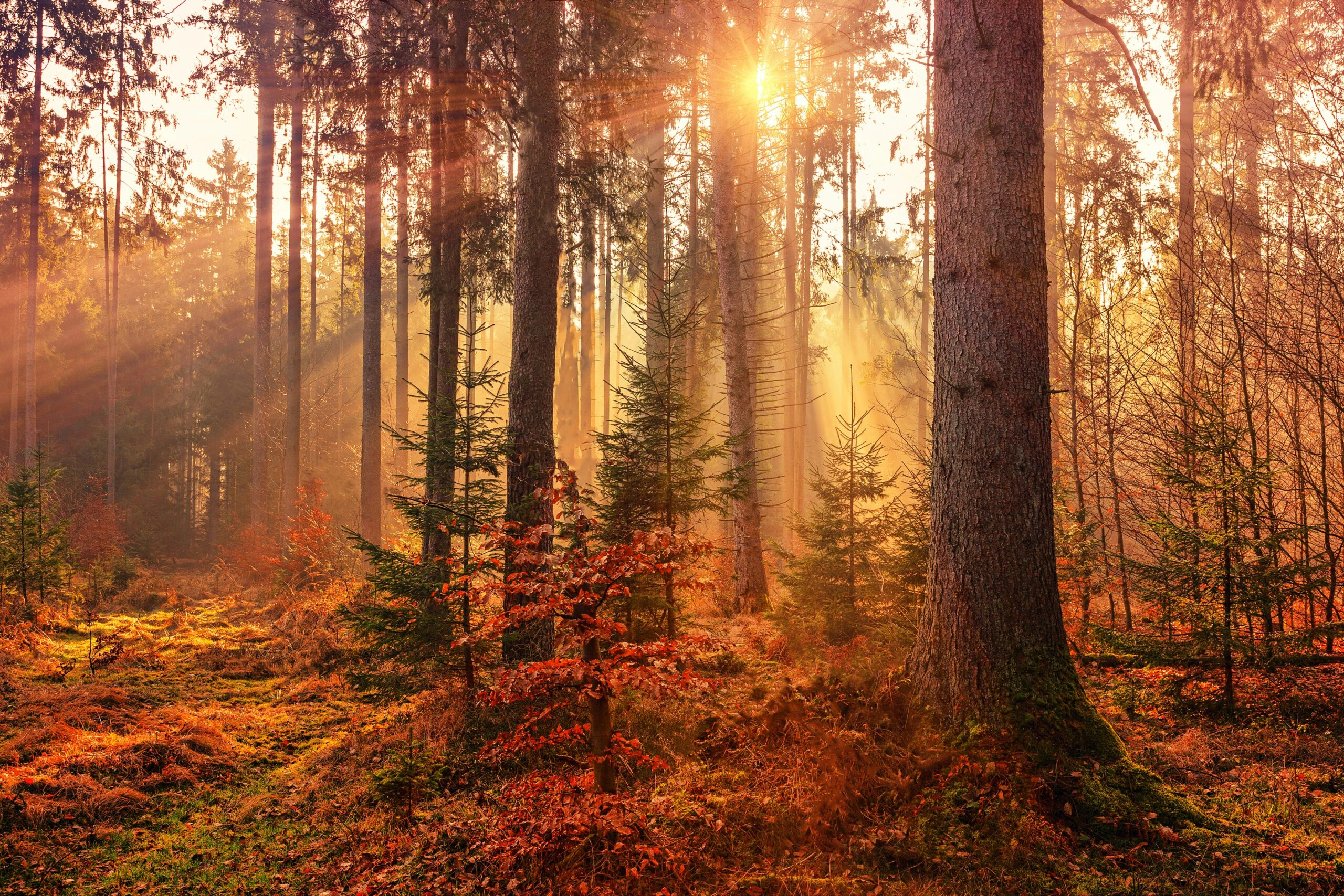 trees placeholder image Miriam Adahan Header Image